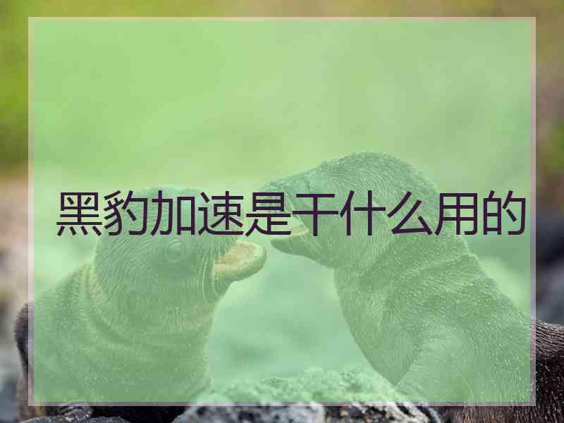 黑豹加速是干什么用的