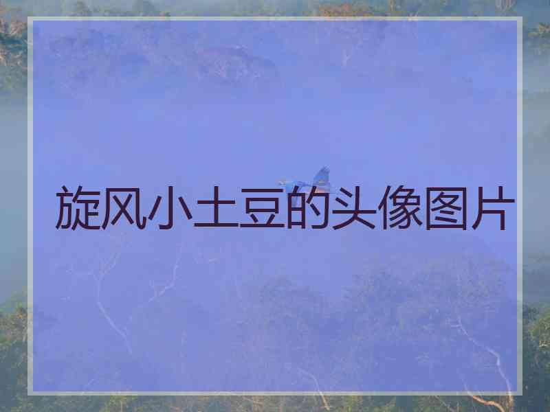 旋风小土豆的头像图片