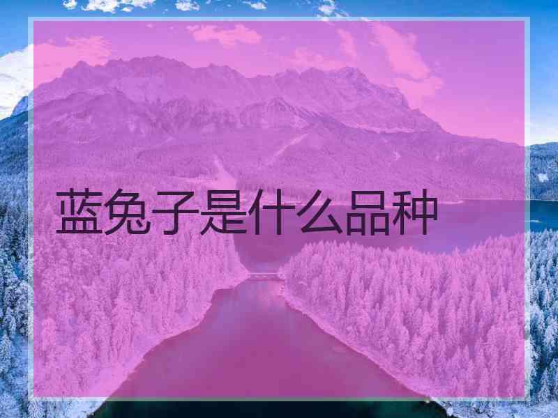 蓝兔子是什么品种