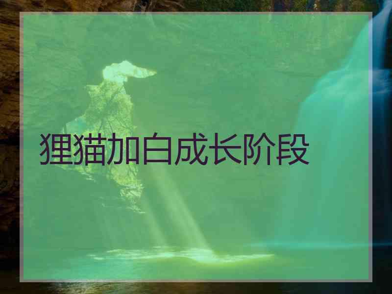 狸猫加白成长阶段