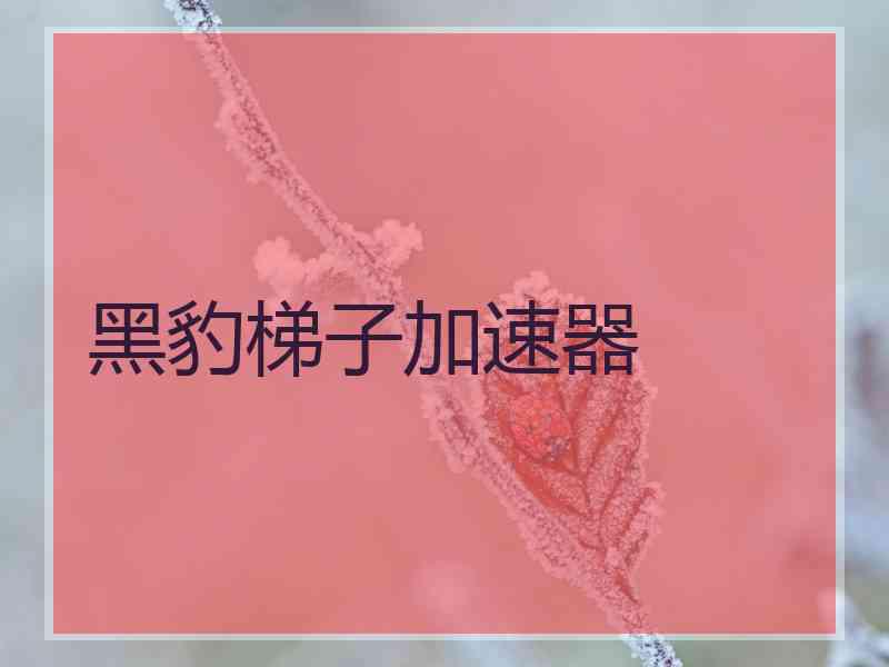 黑豹梯子加速器