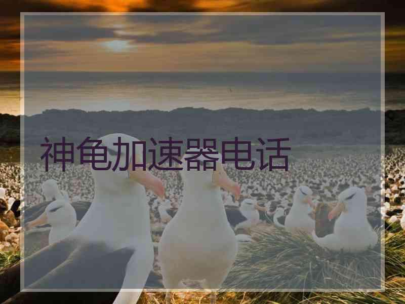 神龟加速器电话