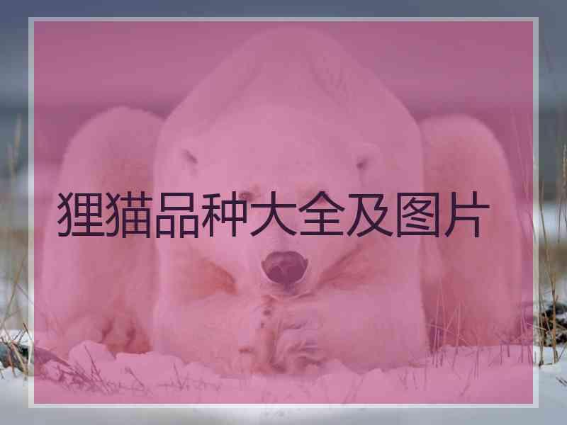 狸猫品种大全及图片