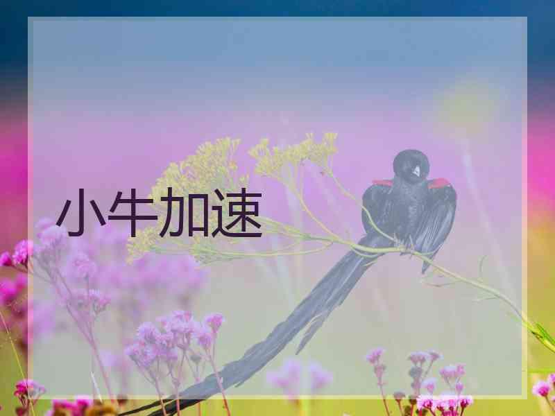 小牛加速