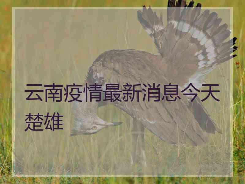 云南疫情最新消息今天楚雄