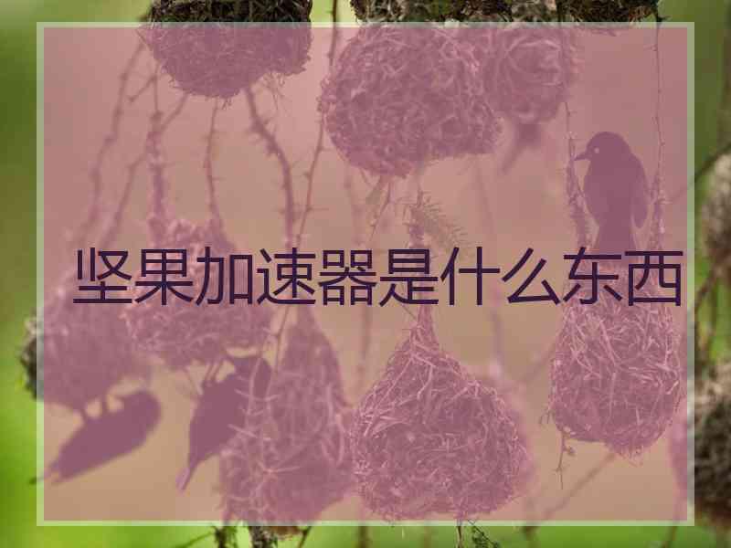 坚果加速器是什么东西