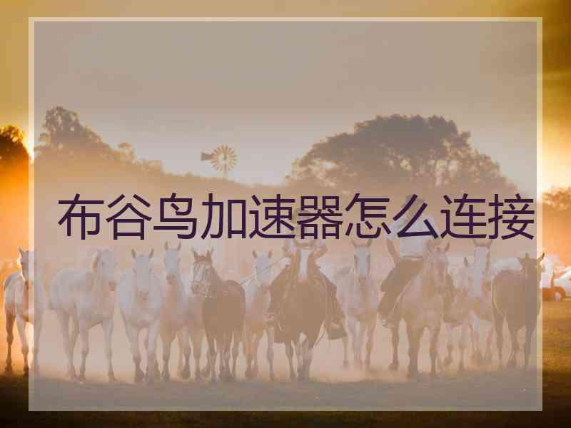 布谷鸟加速器怎么连接