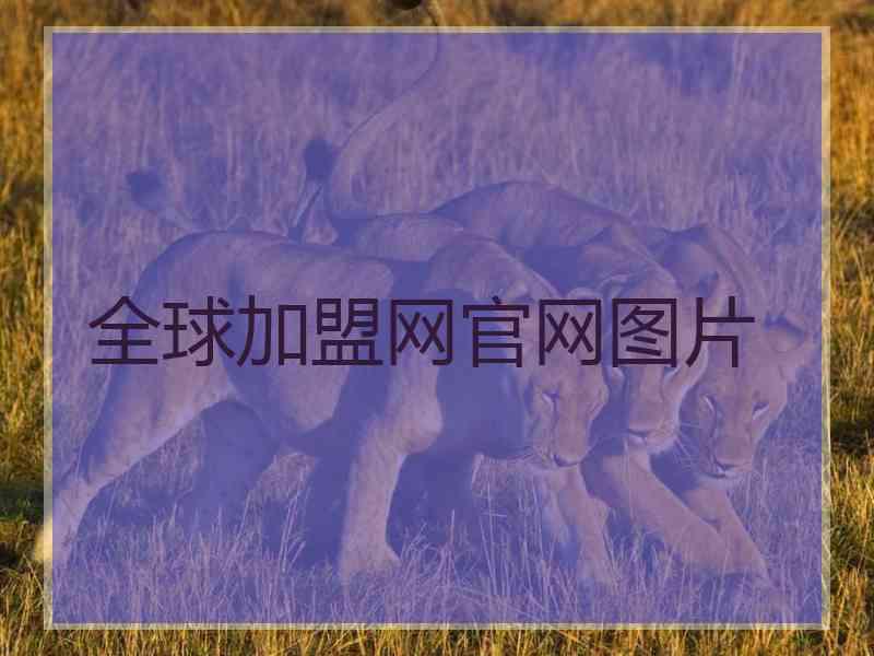 全球加盟网官网图片