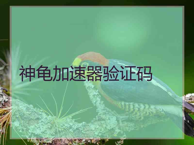 神龟加速器验证码